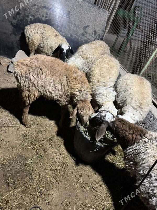 Goyun tokly - Гарадамак - img 2