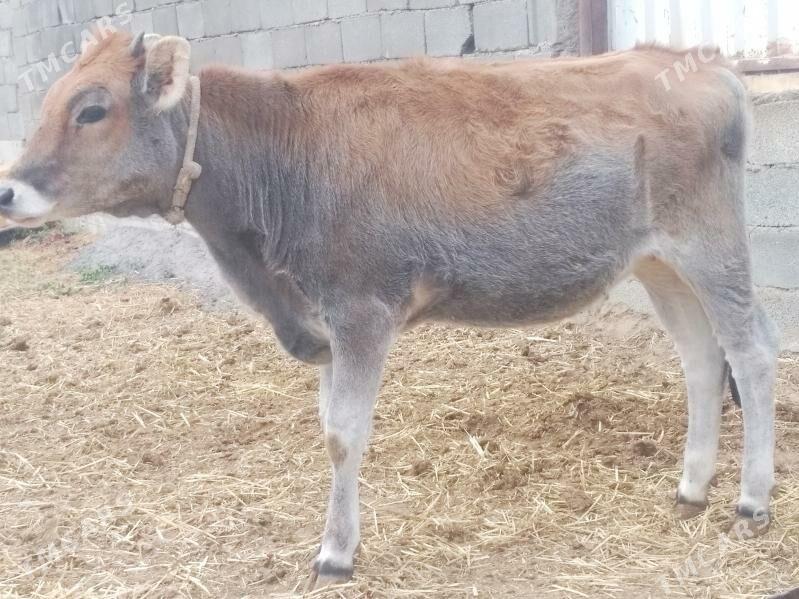 Tüwe..... - Анев - img 3