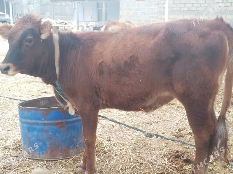 Tüwe..... - Анев - img 2