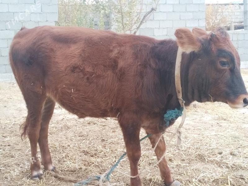 Tüwe..... - Анев - img 4