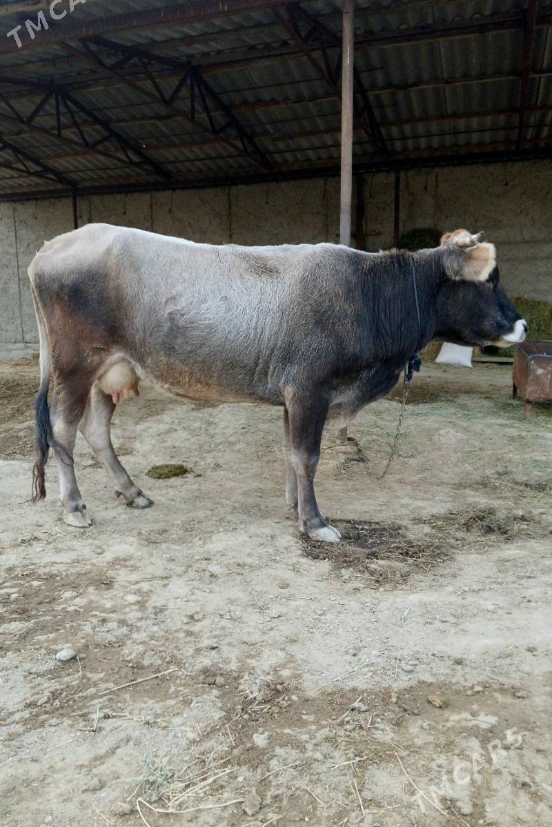 Goleli sygyr - Bäherden - img 2