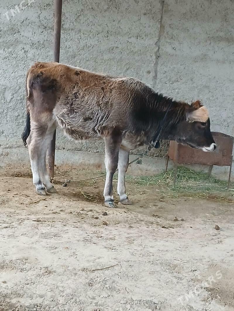 Goleli sygyr - Bäherden - img 5