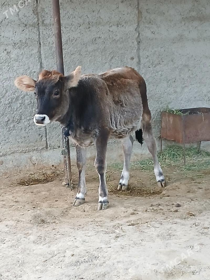 Goleli sygyr - Bäherden - img 6