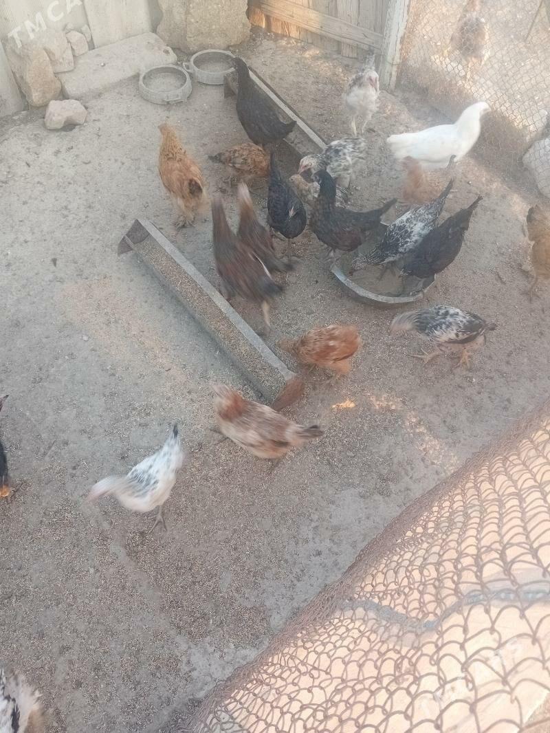 Jùÿje horaz - Берекет - img 2