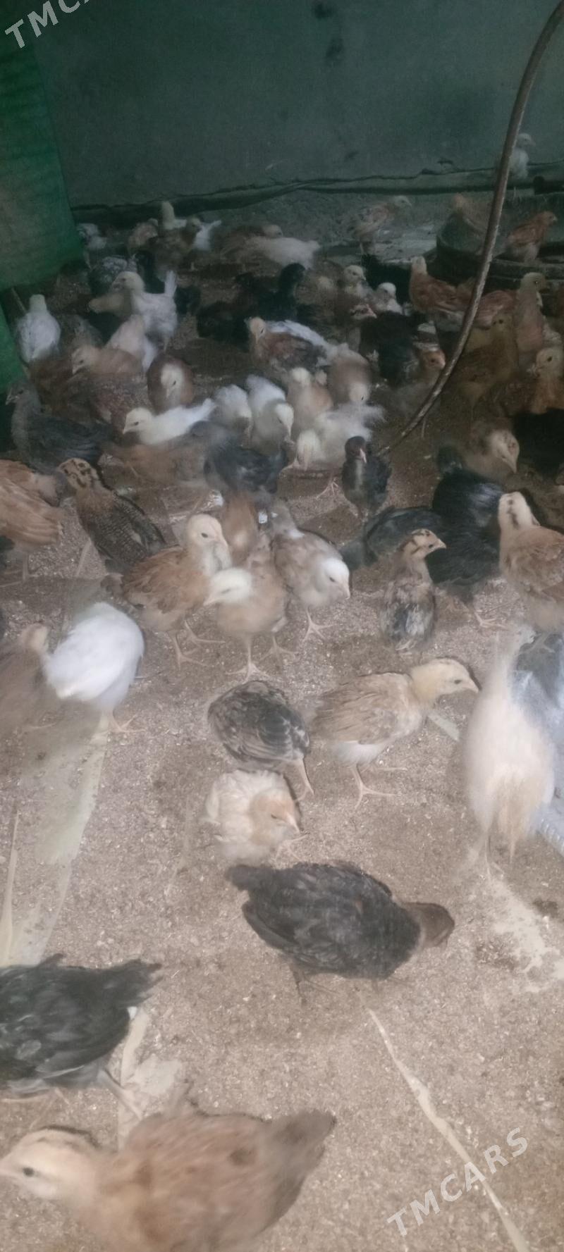 jüýje - Мары - img 4