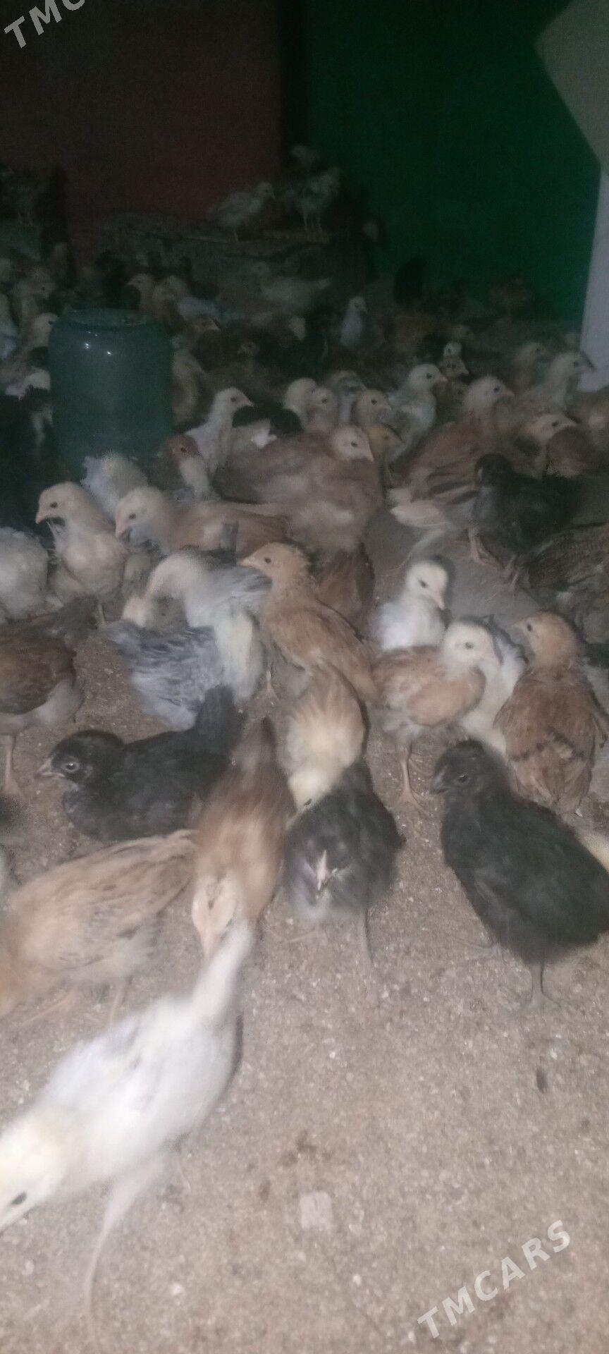 jüýje - Мары - img 2