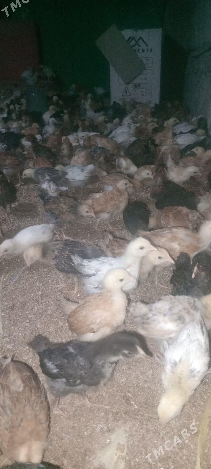 jüýje - Мары - img 3