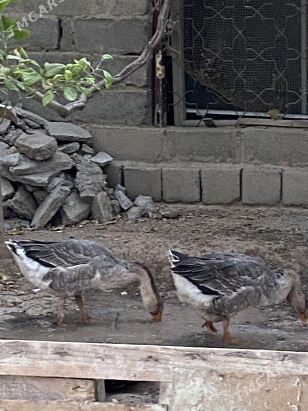 Gaz - Туркменабат - img 2