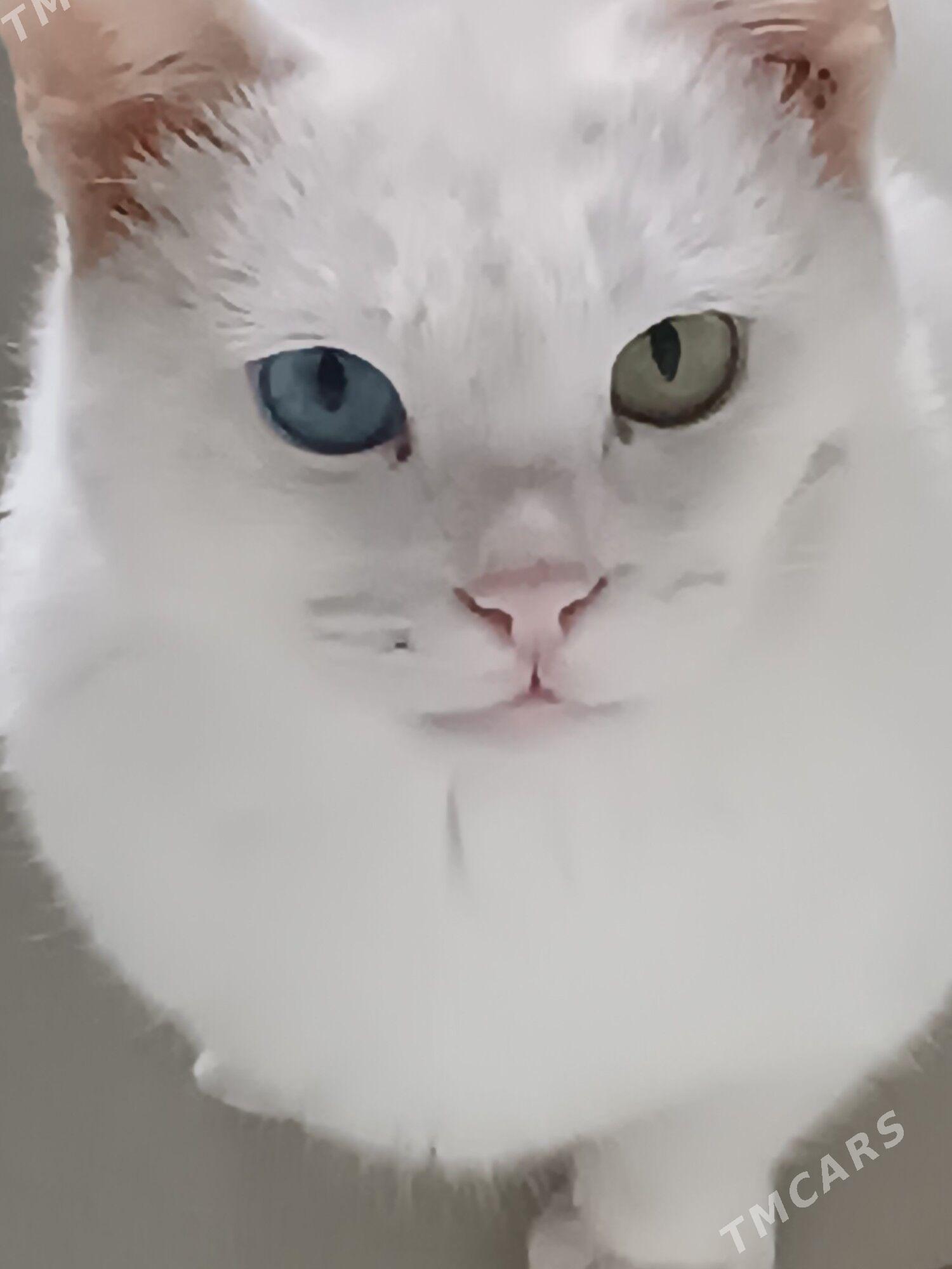 Pişik poroda gözü her dűrli - Gypjak - img 2