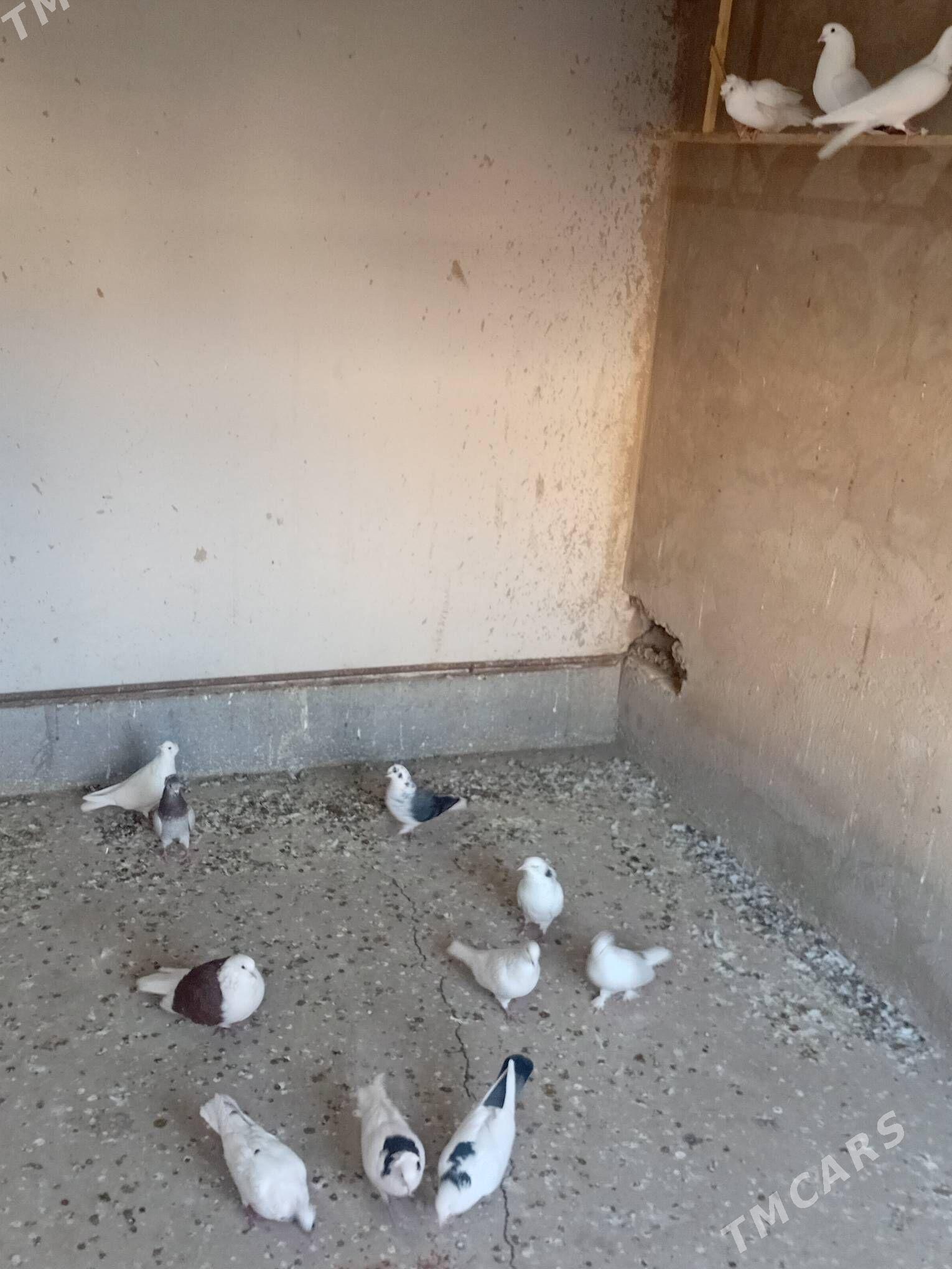 kepter - Daşoguz - img 3