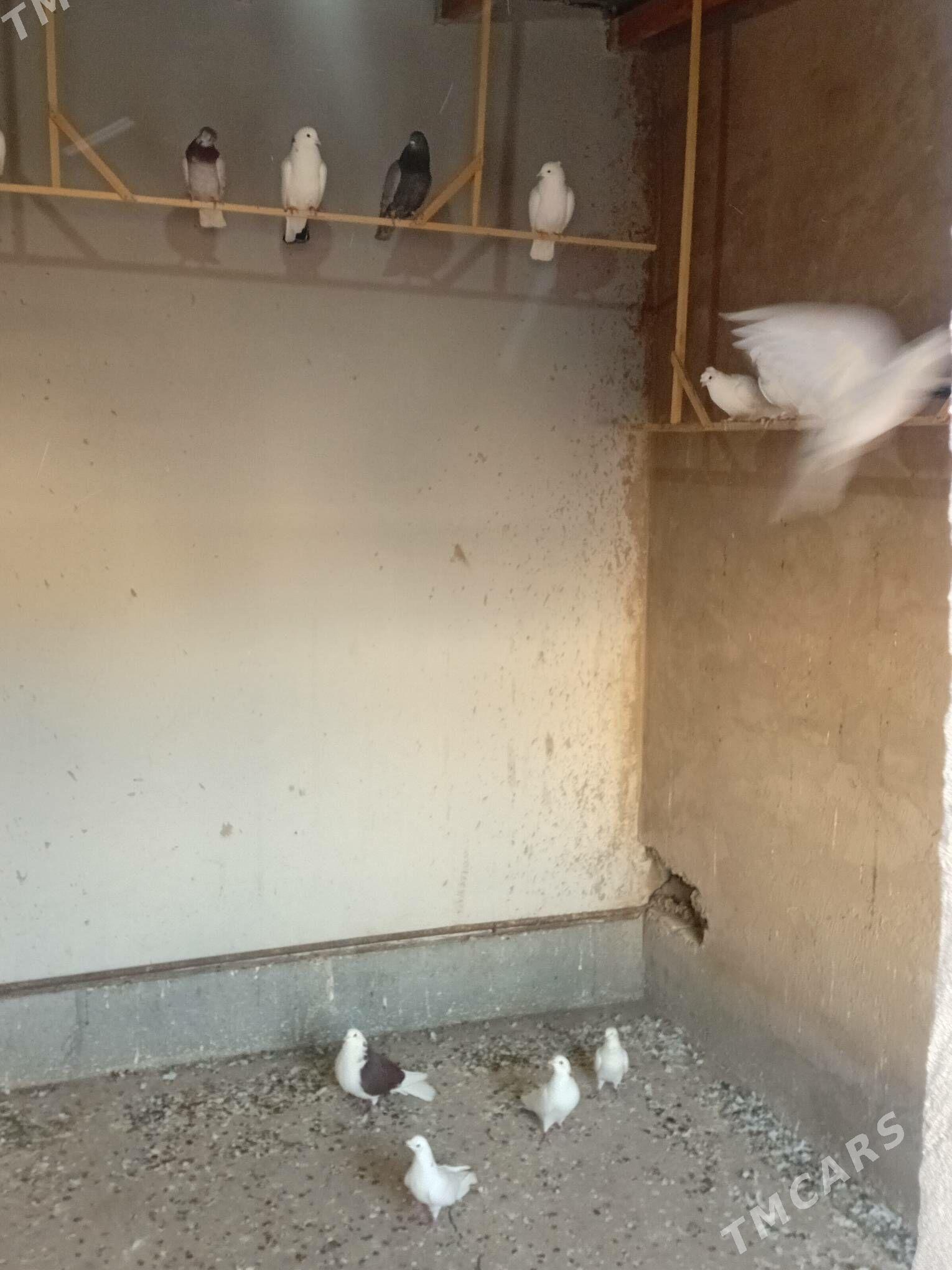 kepter - Daşoguz - img 2