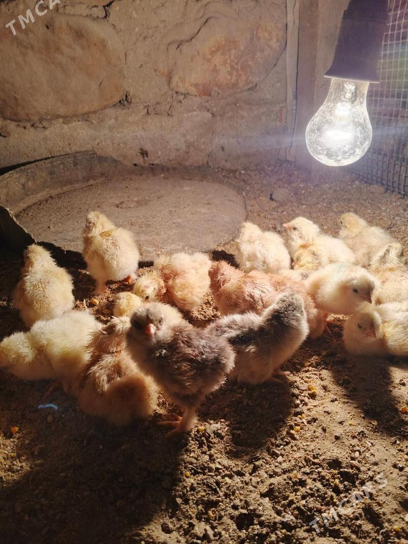 brama - Джебел - img 2