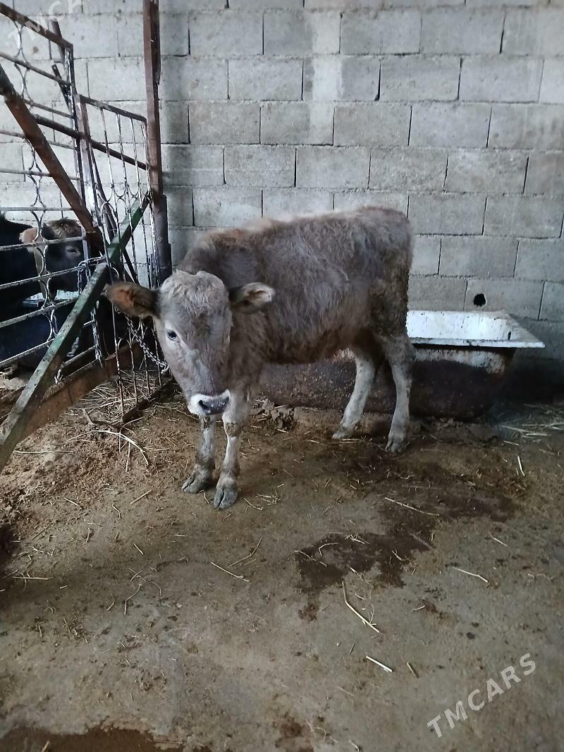 Tuwe - Гёкдепе - img 2