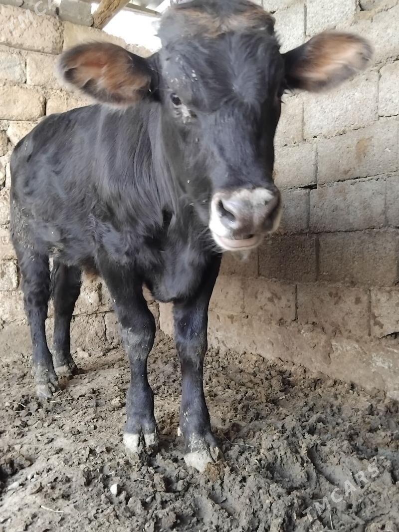 Okuz - Багир - img 2