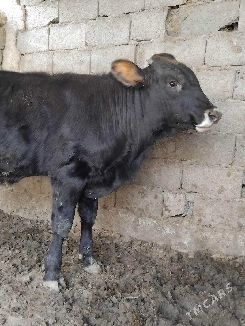 Okuz - Багир - img 3