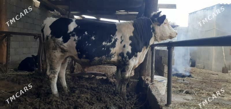 öküz - Гёкдже - img 2