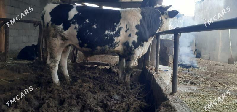 öküz - Гёкдже - img 3