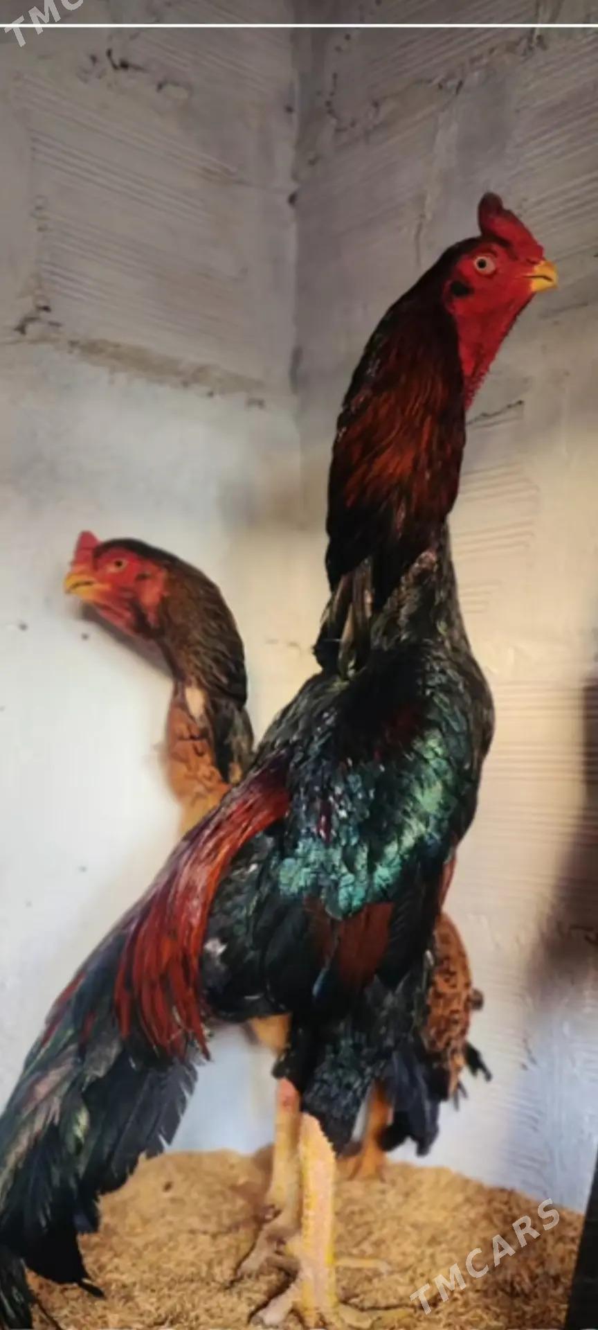 Baÿes - Дянев - img 2