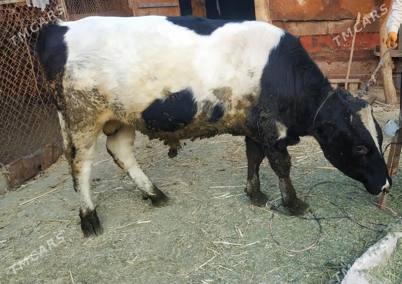 okuz - Ak bugdaý etraby - img 2