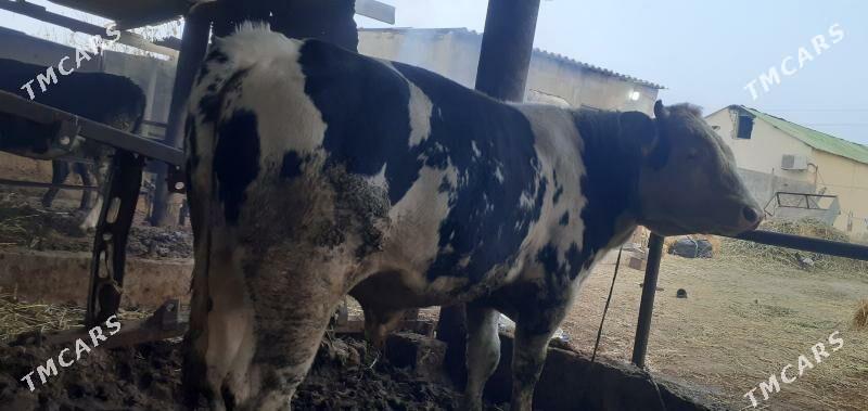 öküz - Гёкдже - img 4