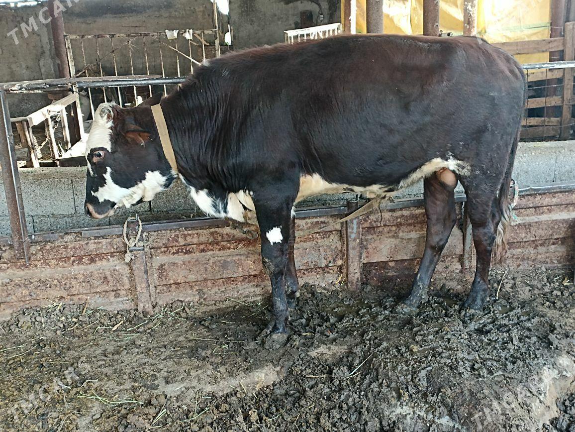 Okuz - Ýaşlyk - img 1