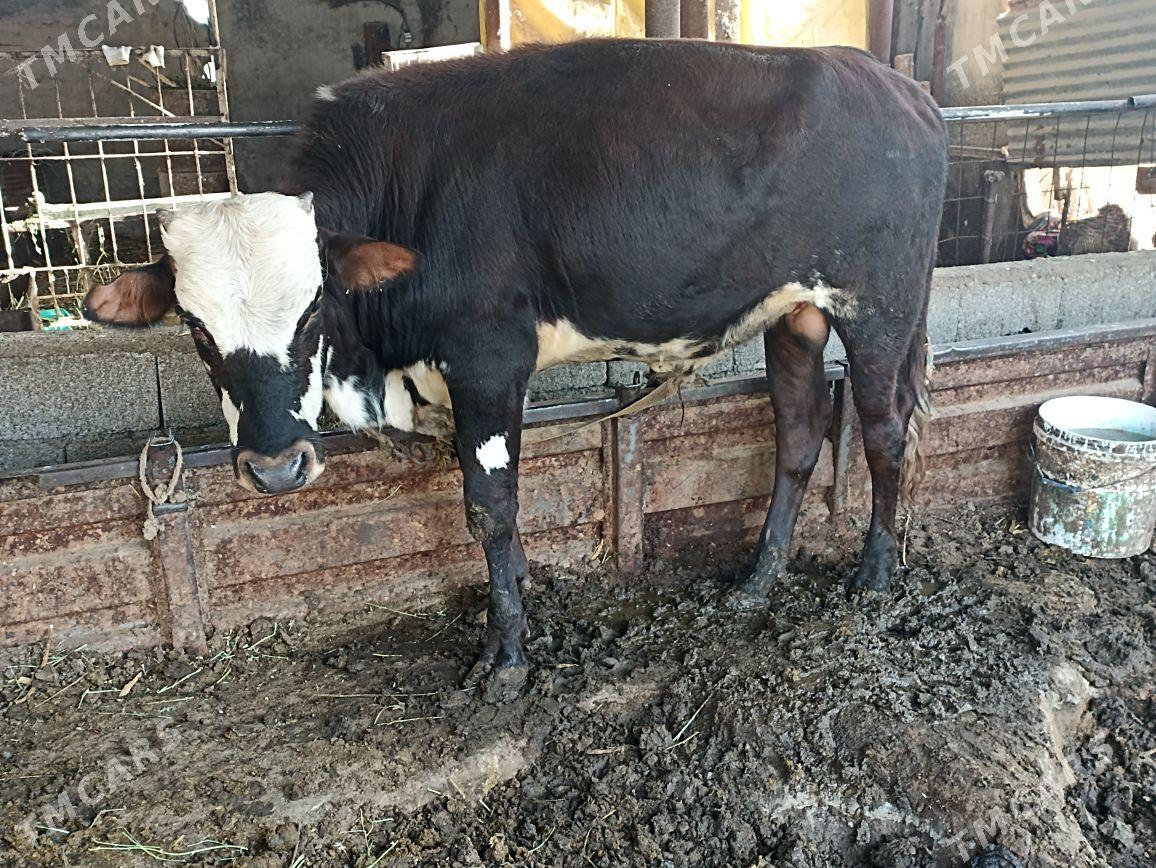 Okuz - Ýaşlyk - img 2