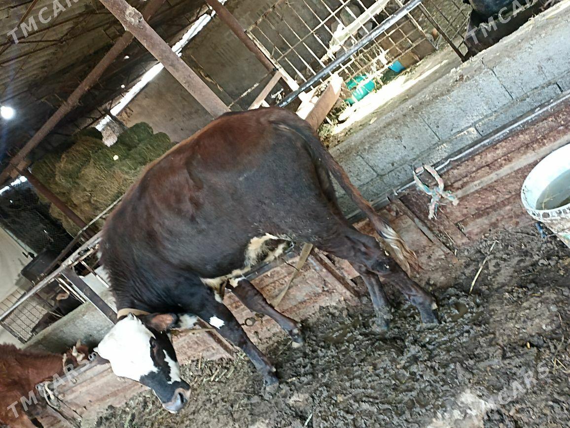 Okuz - Ýaşlyk - img 4