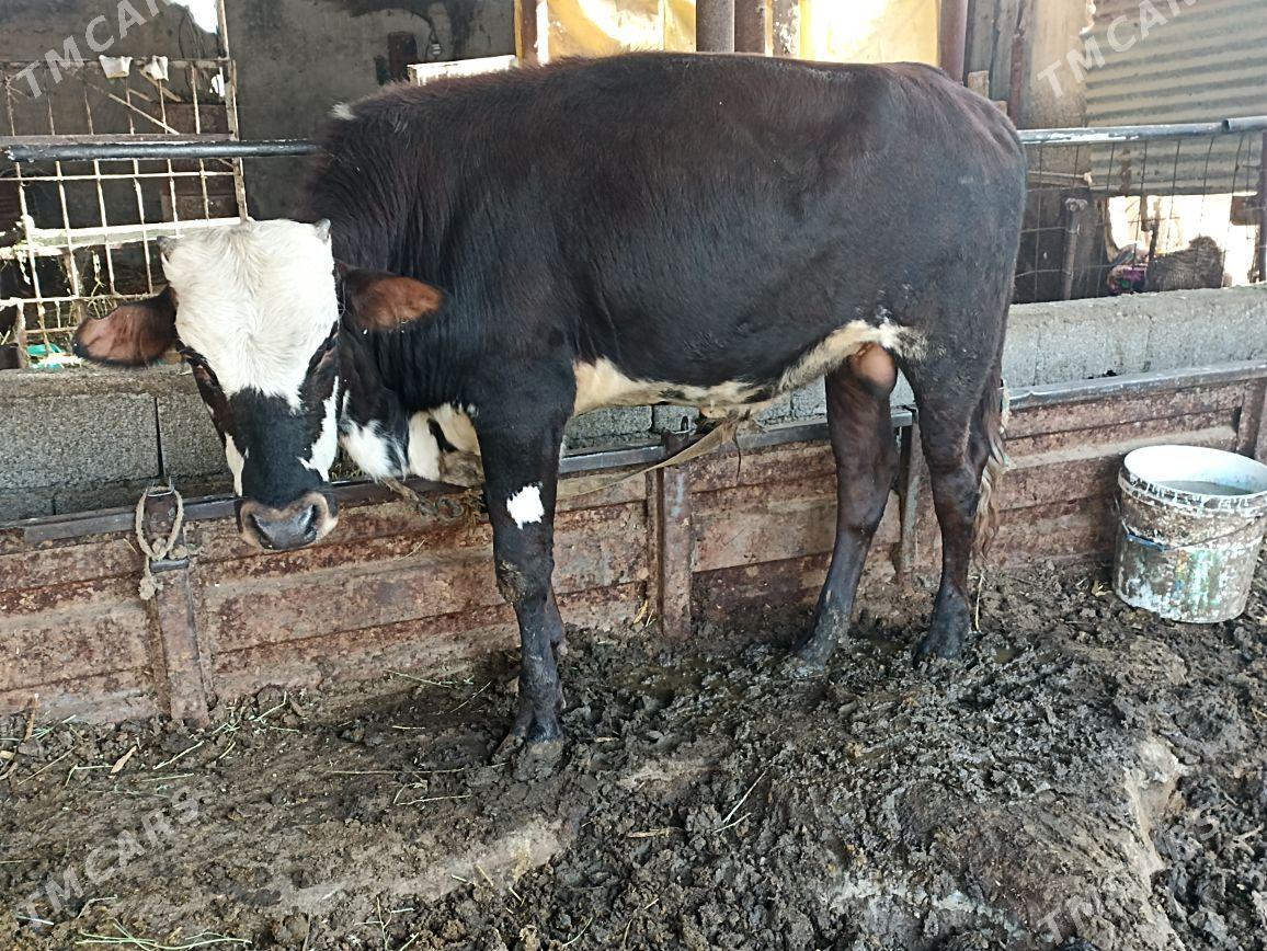 Okuz - Ýaşlyk - img 3