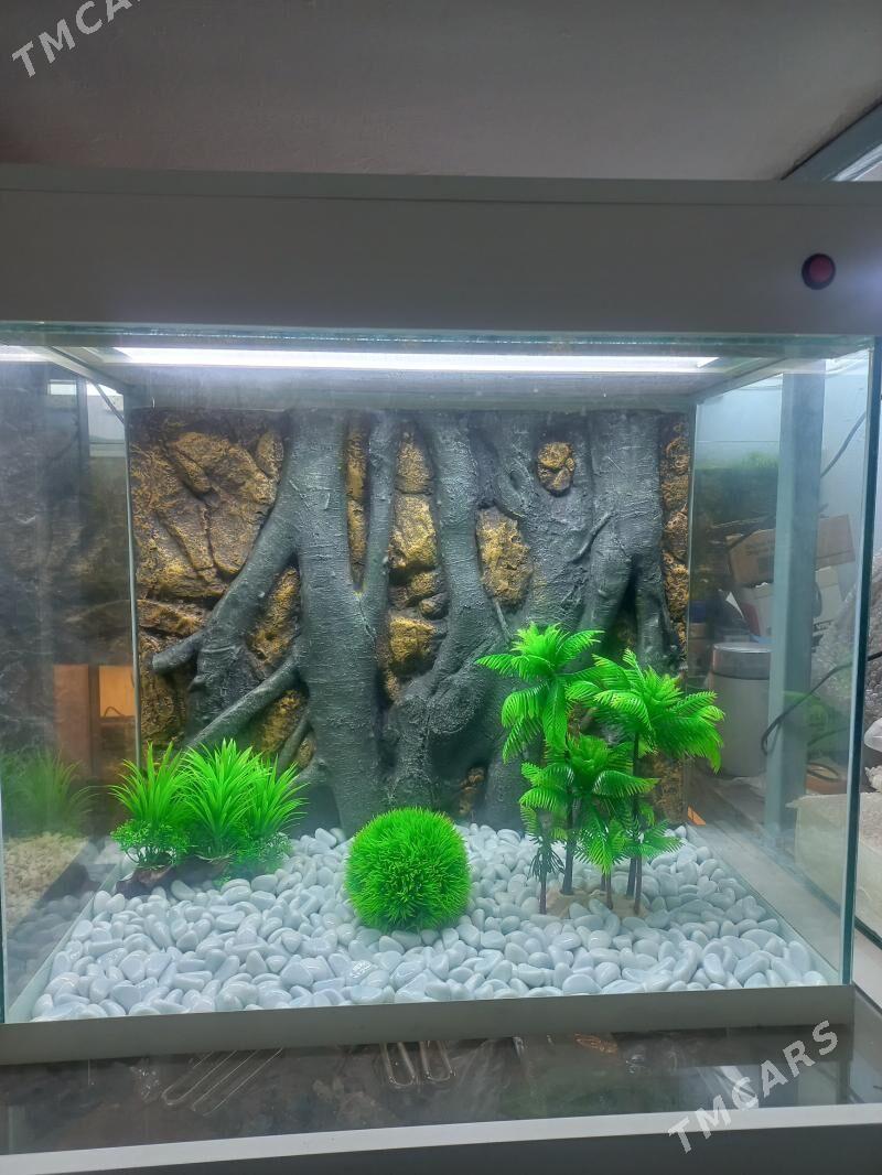 Аквариум - Ашхабад - img 2