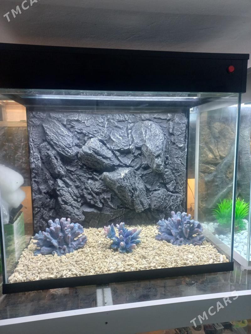 Аквариум - Ашхабад - img 4