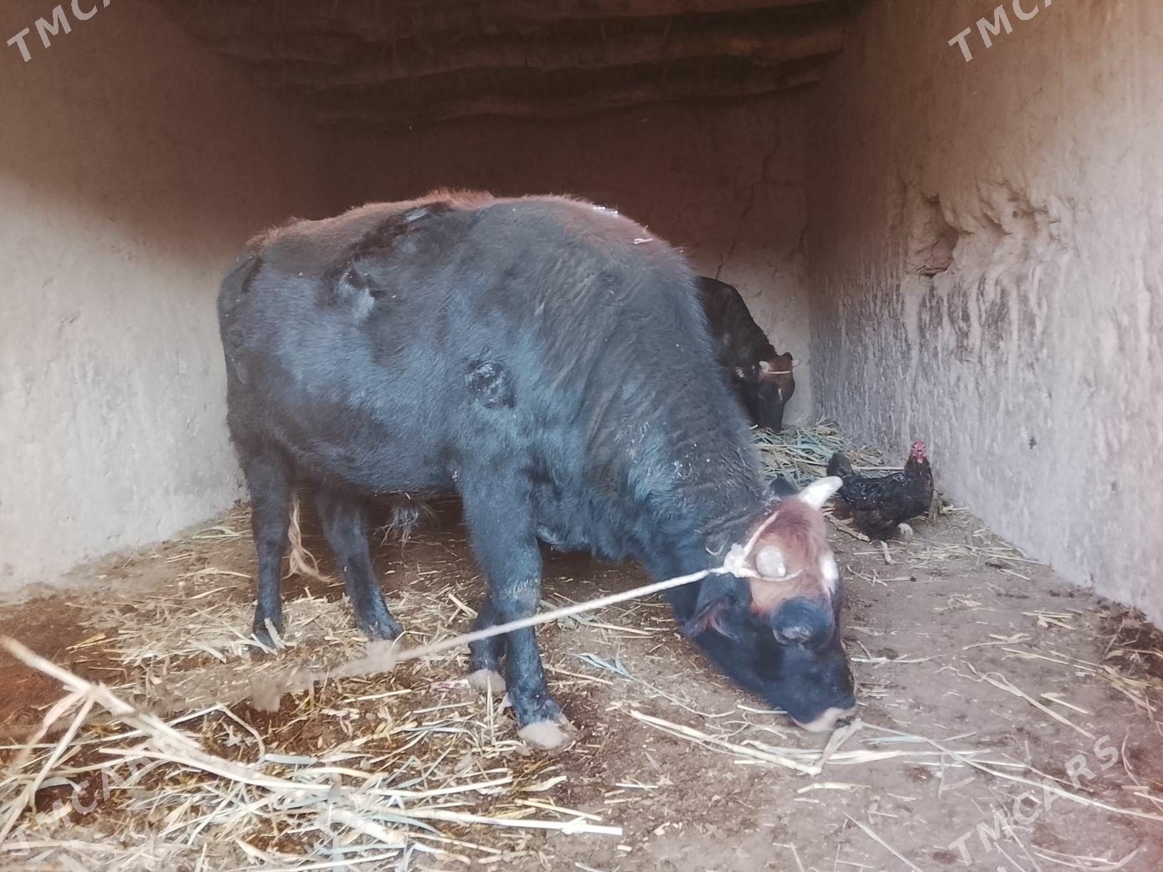 Okuzler - Boldumsaz - img 2