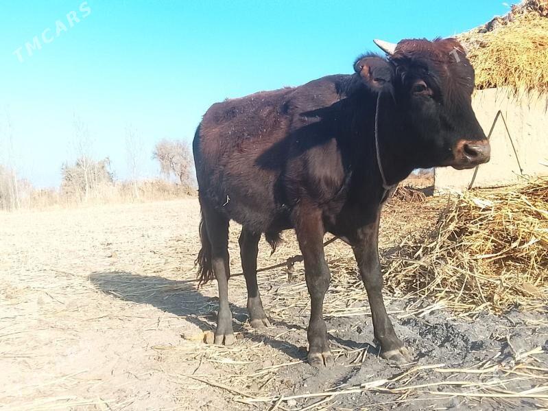 Okuzler - Boldumsaz - img 1