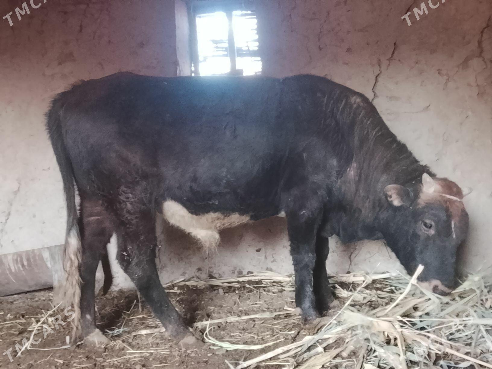 Okuzler - Boldumsaz - img 3