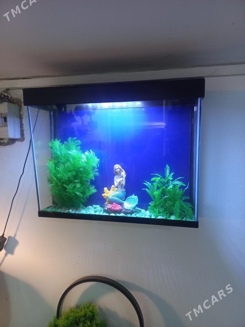 Аквариум настенный - Ашхабад - img 2