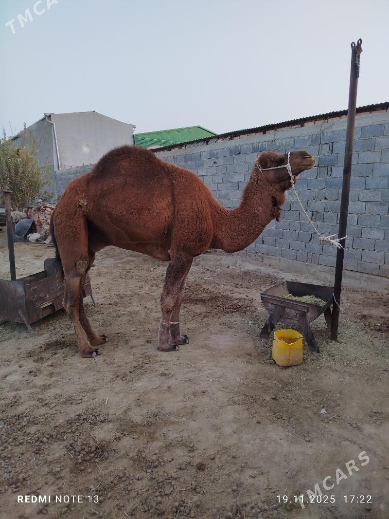 erkek - Bäherden - img 3