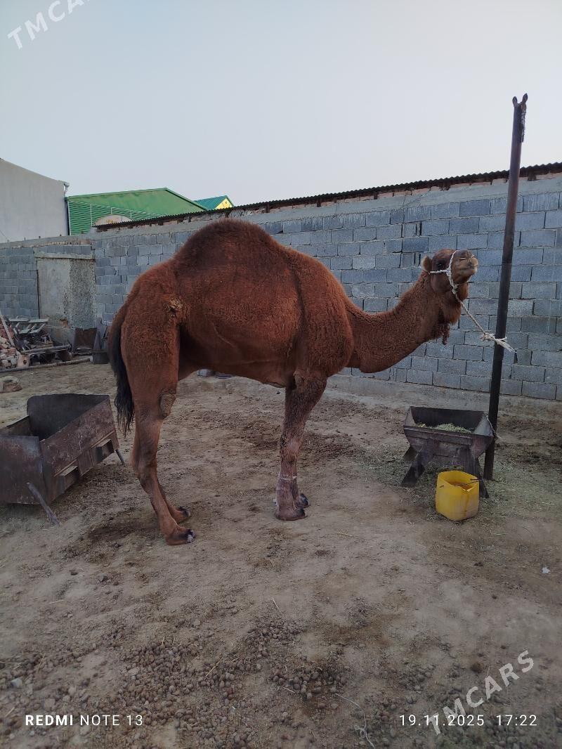 erkek - Bäherden - img 4