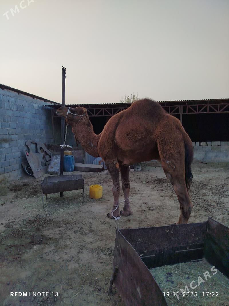 erkek - Bäherden - img 2