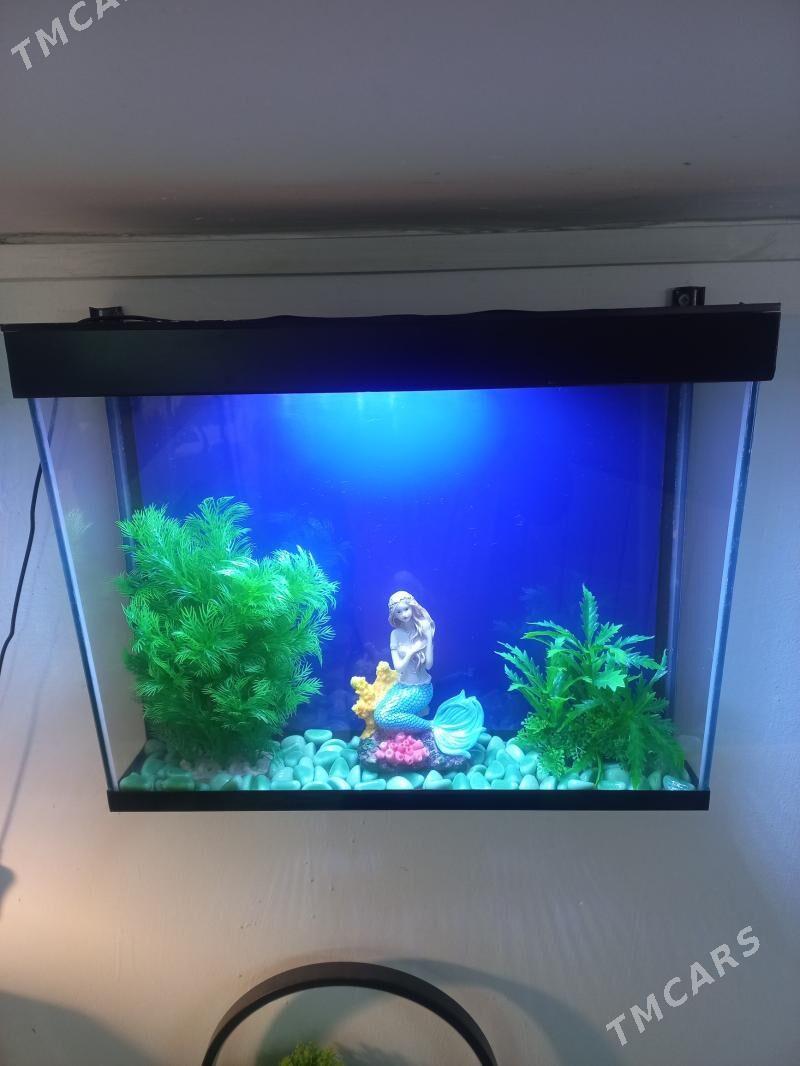 Аквариум настенный - Ашхабад - img 1