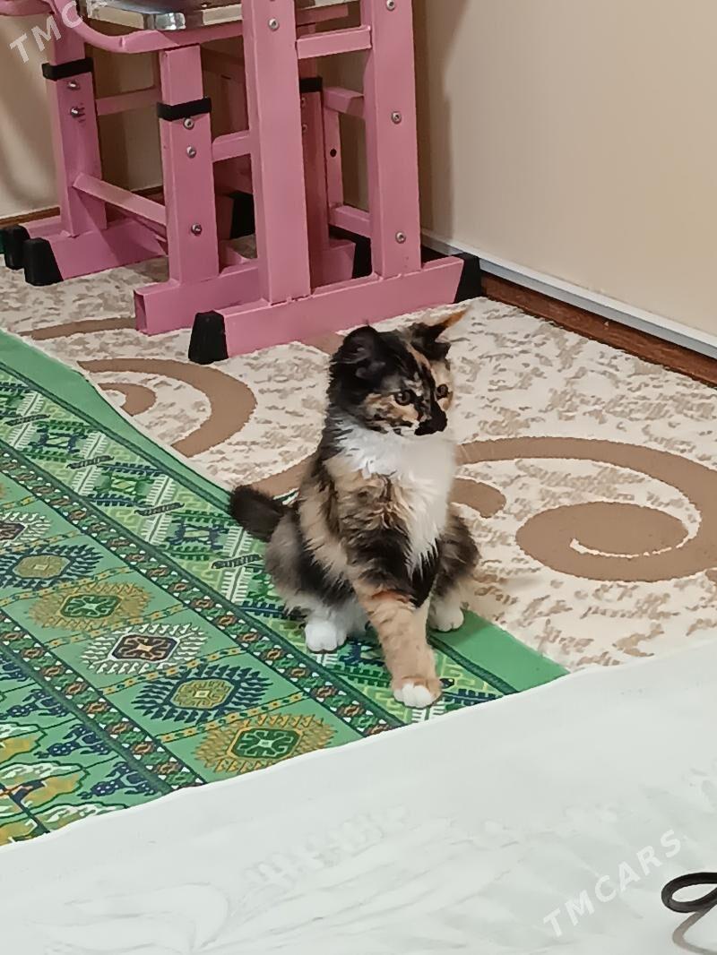 pişijek - Ашхабад - img 3