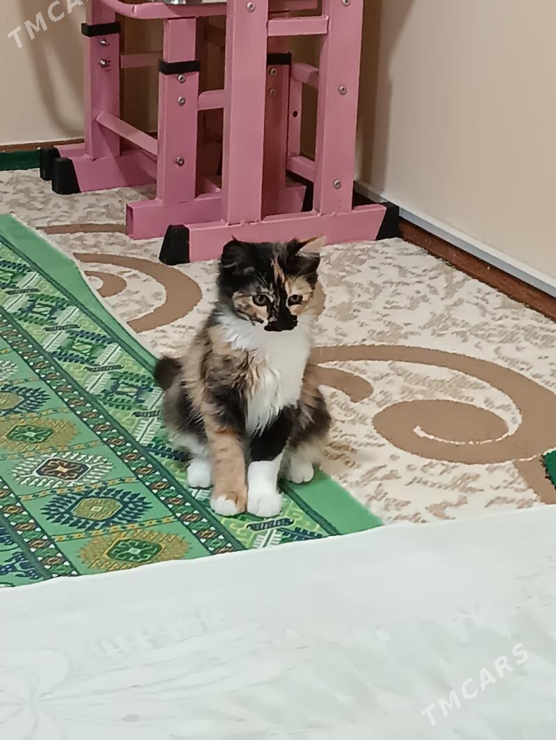 pişijek - Ашхабад - img 2