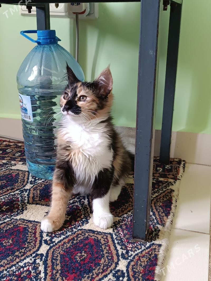 pişijek - Ашхабад - img 1