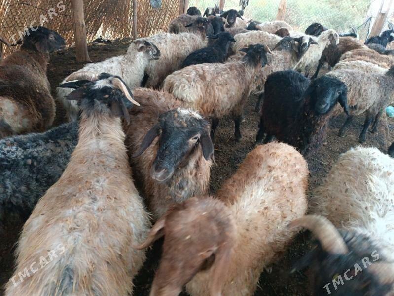 goyunlar - Мургап - img 2