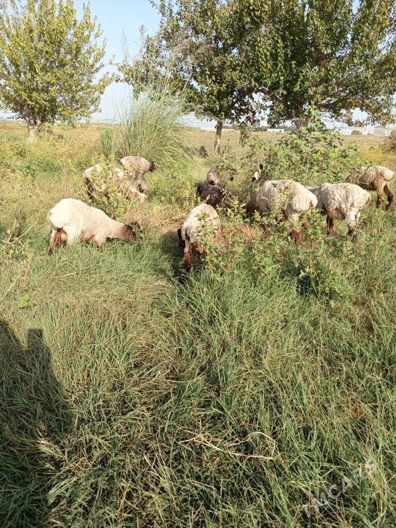 goyunlar - Мургап - img 3