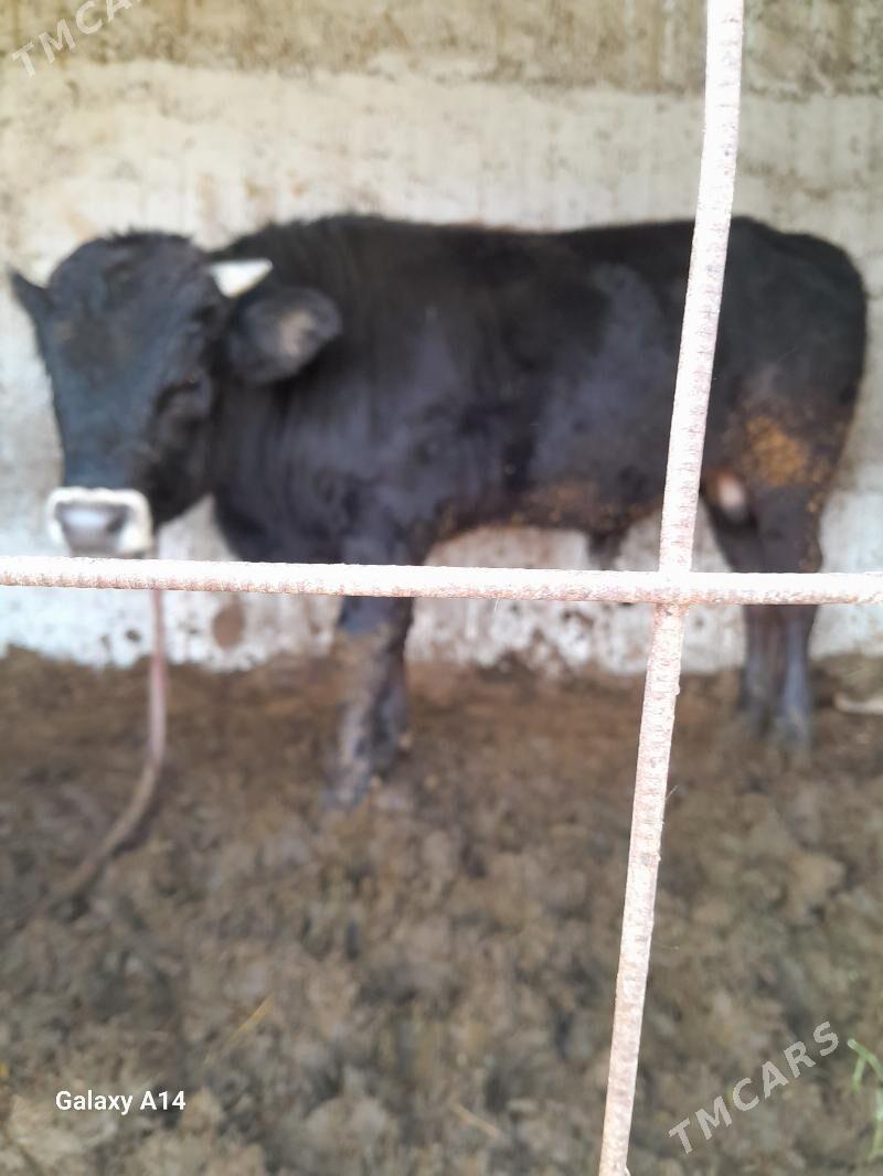 öküz - Гёкдепе - img 2