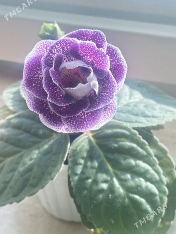 глоксиния - Ашхабад - img 4