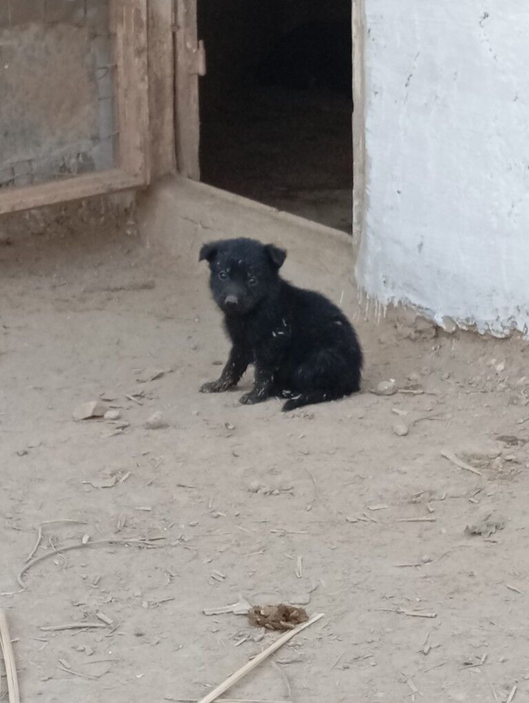 Awçarka gujfukleri - Шабатский этрап - img 4