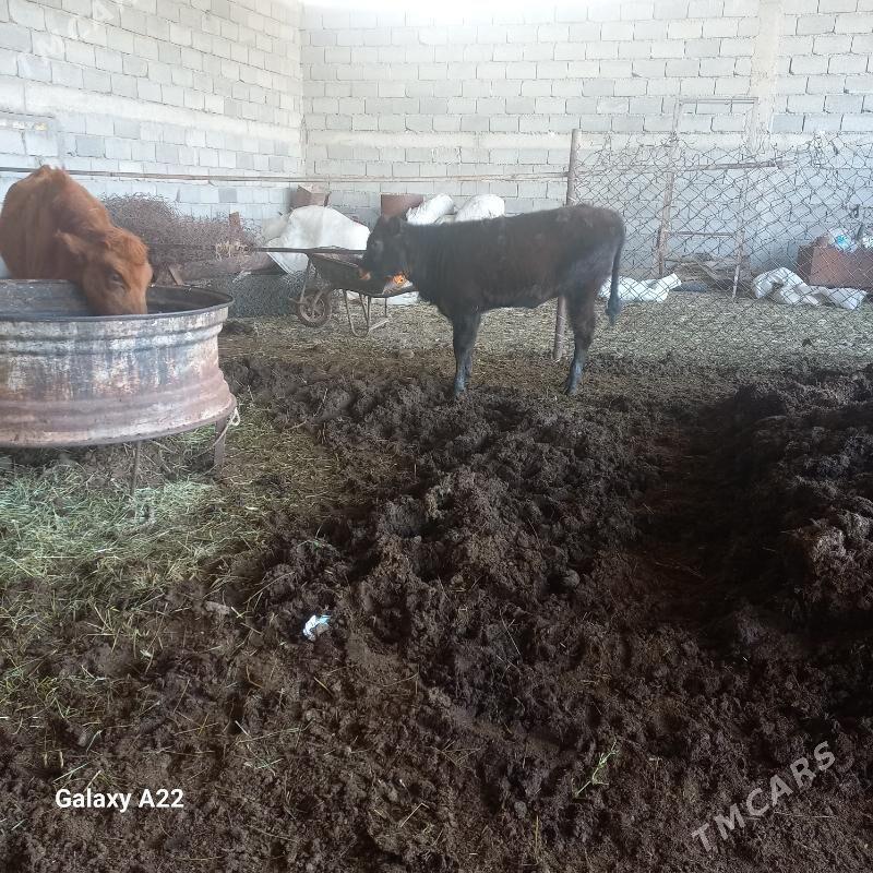 tüwe - Яшлык - img 4