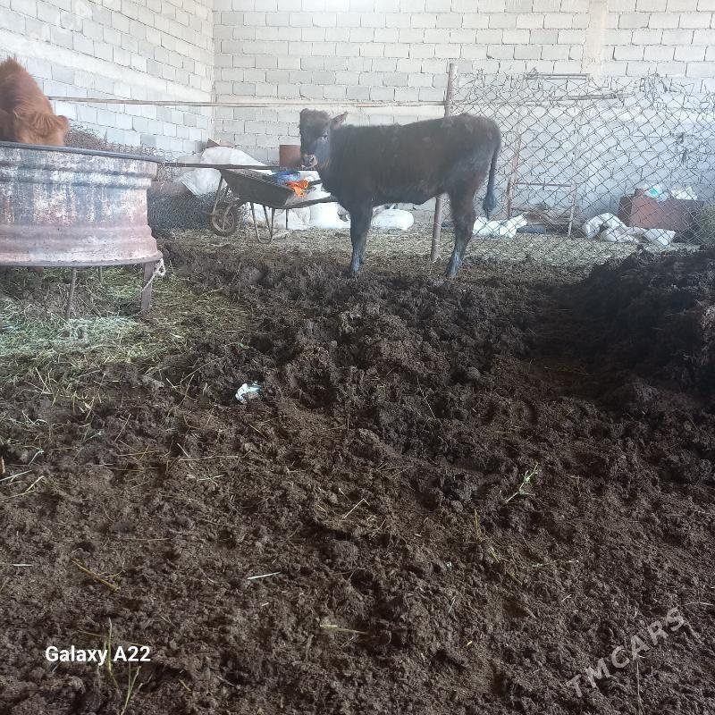 tüwe - Яшлык - img 2