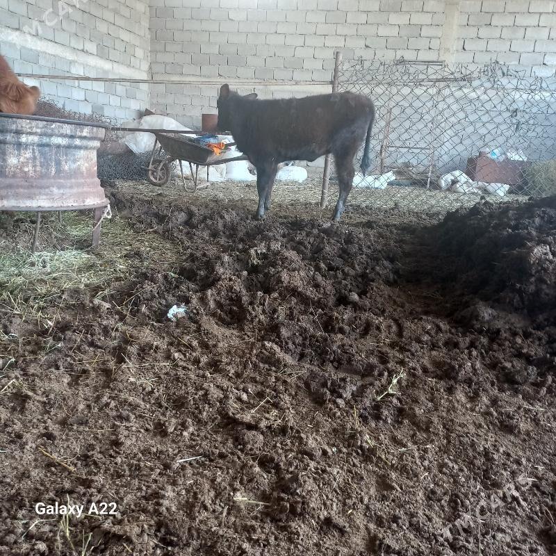 tüwe - Яшлык - img 3