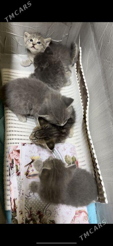 Котята - Aşgabat - img 4